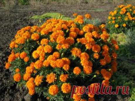 Бархатцы.Полезное украшение участка