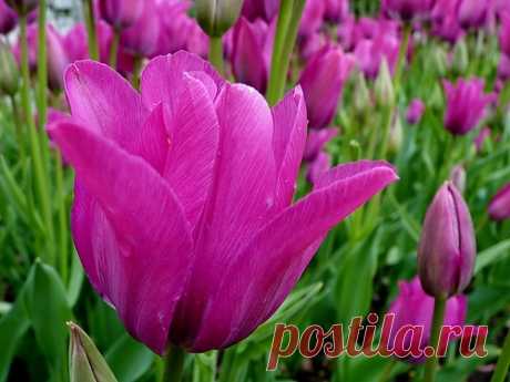 Цветочный гороскоп по дате рождения-БЛИЗНЕЦЫ-МАРГАРИТКА