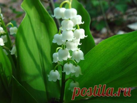 Галина Богданова (Кравченко)
-----------------------------------------------------------------------------------
Влажно ландыши дышали…