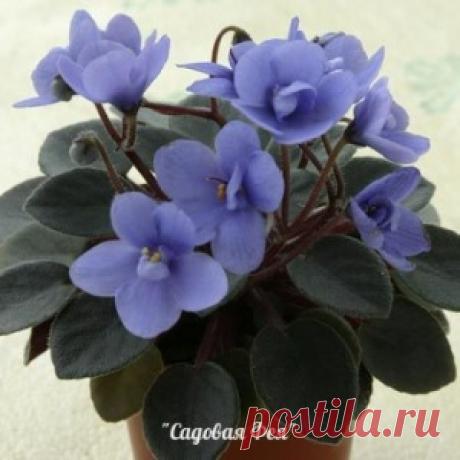 Сенполия синонимы: Узамбарская фиалка, Фиалка