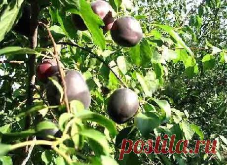 Черный абрикос - Садоводка