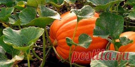 Как выращивать тыкву в открытом грунте - Сад и огород