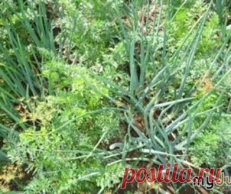 10 секретов хорошего урожая лука от опытных огородников