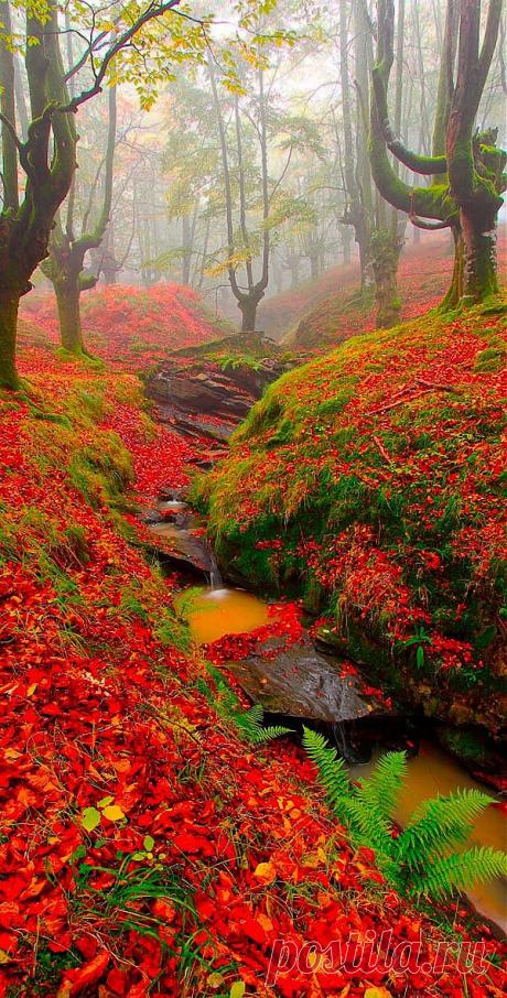 легенда о дереве