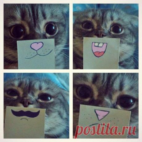 Как сфотографировать кота.