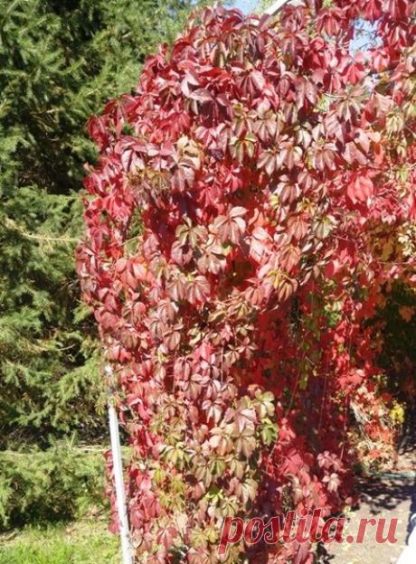 Девичий виноград осенью - фото, уход и посадка. | Klumba-plus.ru | Яндекс Дзен