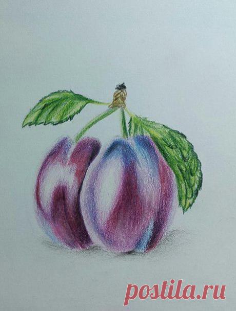 Рисуем сливу цветными карандашами