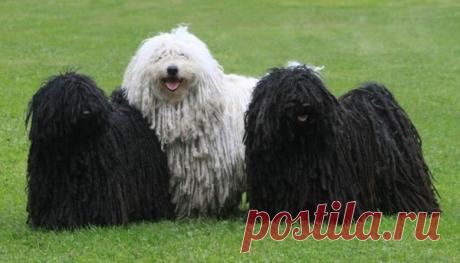 Миллиардер Марк Цукерберг лично убирает за своей собакой. Обсуждения - Блог. Run - Группы Мой Мир