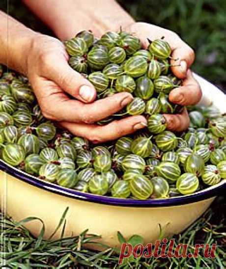 Королевский протеже. О крыжовнике | Дачный участок