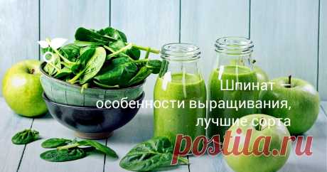 Шпинат — особенности выращивания, лучшие сорта Среди овощной зелени шпинат занимает одно из первых мест по своим полезным и питательным свойствам. Долгое время считалось, что в этом травянистом растении родом из Азии содержится большое количество железа − целых 35 мг в 100 г продукта.