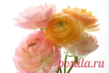 Цветы в саду. | Записи в рубрике Цветы в саду. | Дневник Альбина_Арсемова