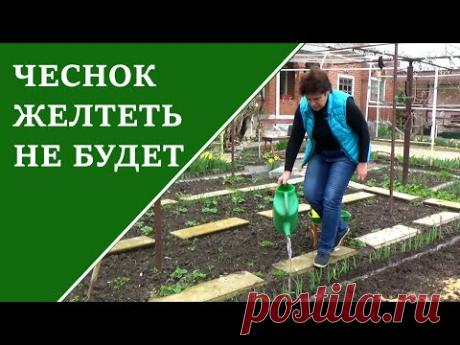Чеснок весной Чем подкормить чеснок весной от пожелтения