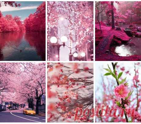 розовая феерия..