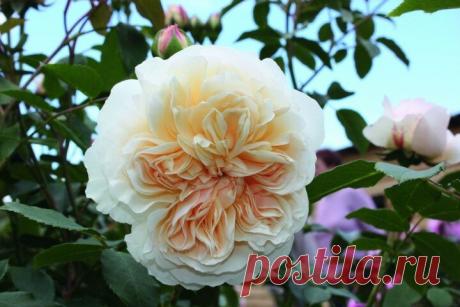 Пионовидные розы Дэвида Остина. Подборка очень красивых зимостойких сортов. | Растения от Катерины | Яндекс Дзен