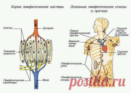 10 простых способов очищения лимфатической системы. Только натуральные средства!
Лимфу
называют живой водой организма. Она циркулирует по лимфатическим
каналам, омывая всё тело, осуществляя очищение клеток и выводя из
организма все токсины и продукты распада жизнедеятельности вредоносных
вирусов и бактерий. Именно лимфоузлы первыми сигнализируют нам о том,
что с организмом что-то не так.
Если чувствуешь
постоянную слабость, упадок сил, часто болеешь синуситами, анг...