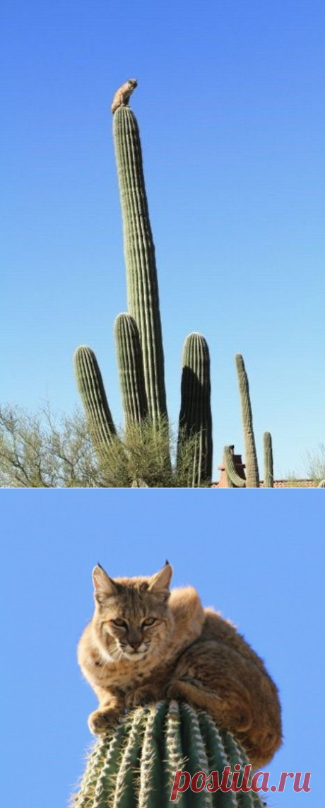 Грозная пума загнала рыжую рысь на 12 метровый кактус в Соноре - Хвостатые байки