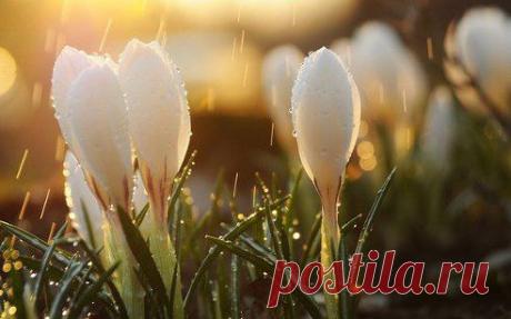 Если в Вашей жизни пошел дождь, сосредоточьтесь на цветах, которые зацветут благодаря этому дождю.
Радханатх Свами