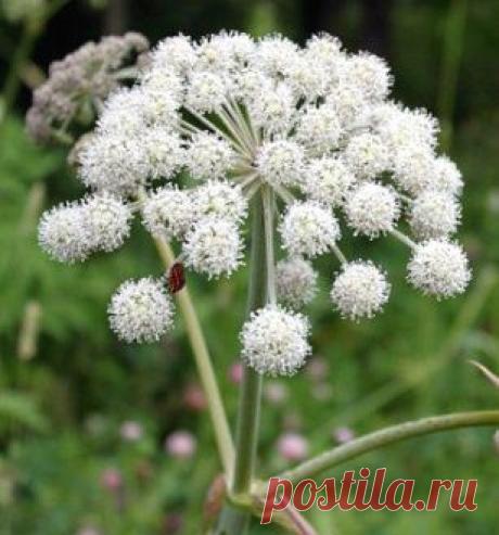 Свойства дудника лесного (дягиль лесной). В народной медицине используют главным образом корни и корневища дудника лесного, реже семена и листья.