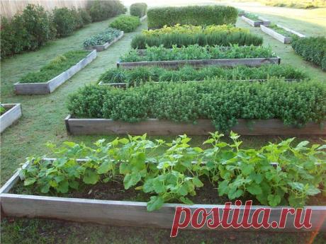 Создание теплой грядки: осенние заботы о будущем урожае Если вы хотите не имея теплицы лакомиться первыми овощами намного раньше соседей, то теплая грядка как раз то, что вам нужно. Имея на участке такую конструкцию, вовсе не обязательно заботиться о приоб…