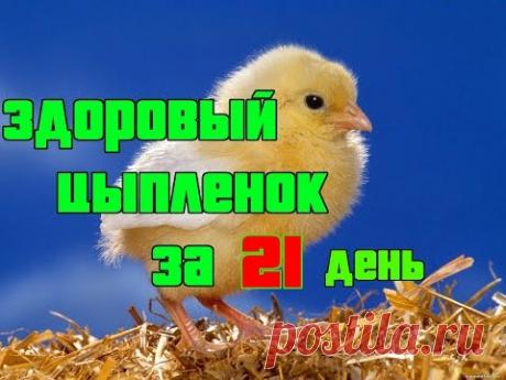 ИНКУБАЦИЯ КУРИНЫХ ЯИЦ. ПОШАГОВАЯ ИНСТРУКЦИЯ ДЛЯ НАЧИНАЮЩИХ ПТИЦЕВОДОВ.