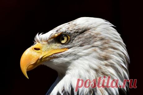 Адлер Изображения · Pixabay · Скачать бесплатные картинки