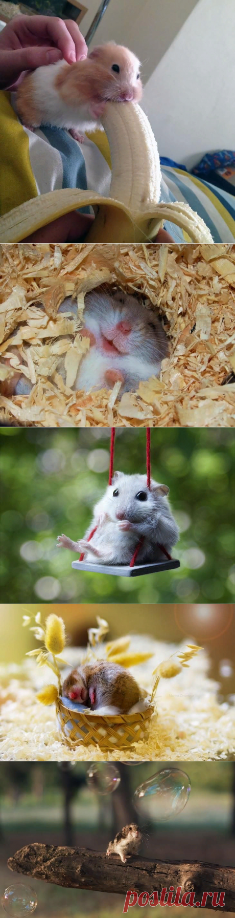 30 милейших хомяков — мимими зашкаливает!