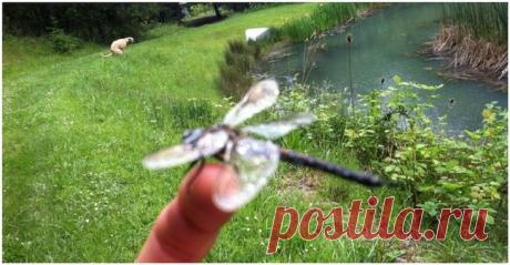 Животные, неожиданно ставшие главными героями снимков