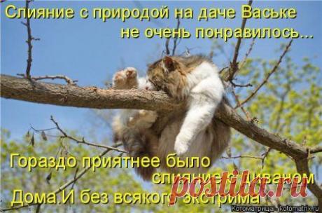 Котоматрицы, прикольные поступки)