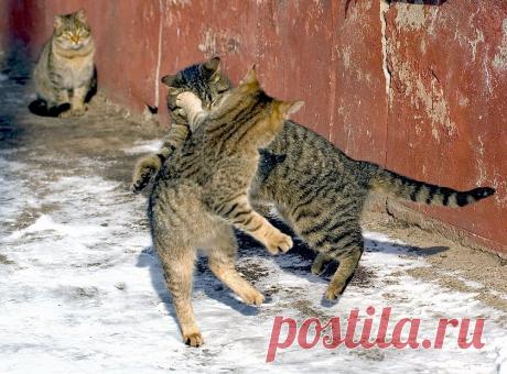 35PHOTO - stepan15 - хук слева