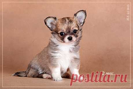 Питомник Голден из Лайф | Продажа щенков д/ш | 21.10.2015 г.