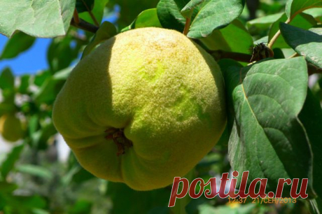 Гафур Шерматов
54 года, Таджикистан, Душанбе