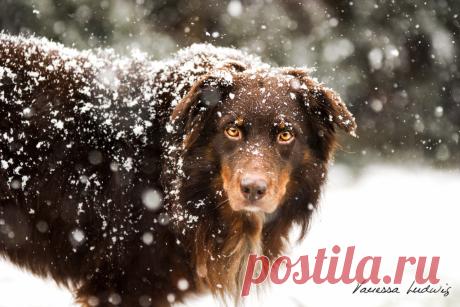 Snowy