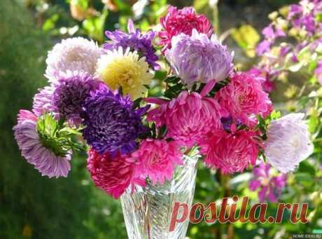 Хитрости выращивания рассады астры