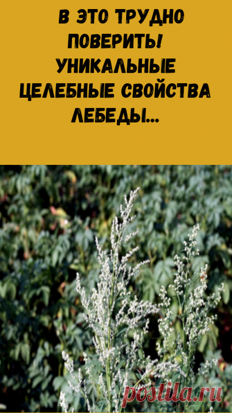 В это трудно поверить! Уникальные целебные свойства лебеды
Лебеду также называют «золотом инков» и «королевой зерновых». Она выбрана не случайно древними цивилизациями в качестве священного растения. Кроме того, что лебеда позволила людям остаться в живых даже во времена голодовок (об оладьях их зерен лебеды, смешанных с мукой, мы не раз читали и слышали от своих бабушек и прабабушек), лебеда приносит много пользы организму, если ее правильно потреблять. Народная медицина ...
