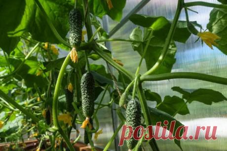 Огурцы точно будете собирать ведрами, если начнете использовать эти хитрости на грядках