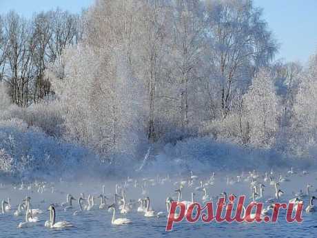 Лебединое озеро на Алтае.