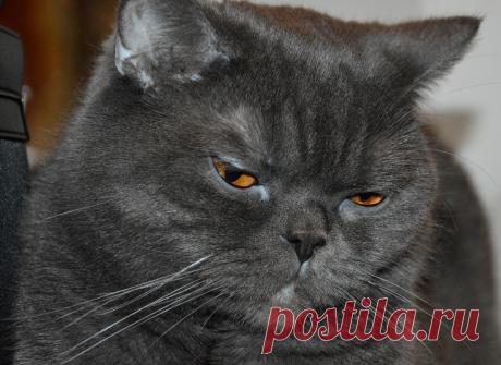 Милое и ласковое животное, по нраву они являются истинными королями. И если в вашем доме живет другой домашний питомец, этот «мишка» быстро станет предводителем стаи.