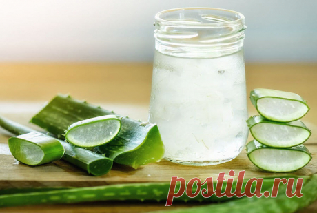 Алоэ вера- растение бессмертия....
Алоэ вера в течение последних нескольких лет обрела невероятную популярность. Но знаете ли вы, что растить это растение в вашем доме тоже выгодно?
На самом деле, алоэ вера давно используется в ле…