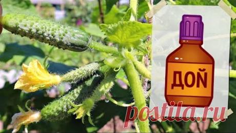 Почему об этом молчат? Если в июле дать огурцам йод произойдет это! Проверяла. Работает! Йод огурцам