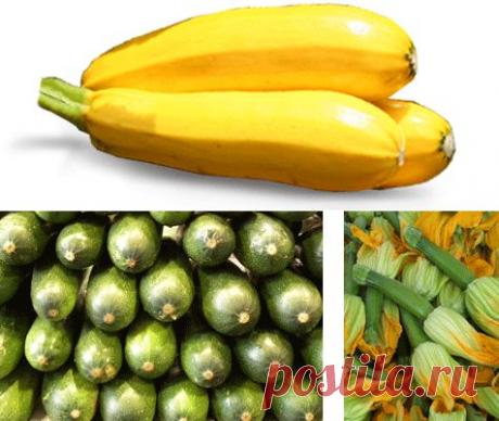 Выращивание кабачков (пошаговая агротехника).