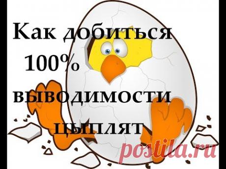 Секрет успешной инкубации яиц или 100% вывод цыплят