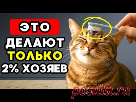 7 вещей, которых тайно хотят кошки, но почти никто не делает!