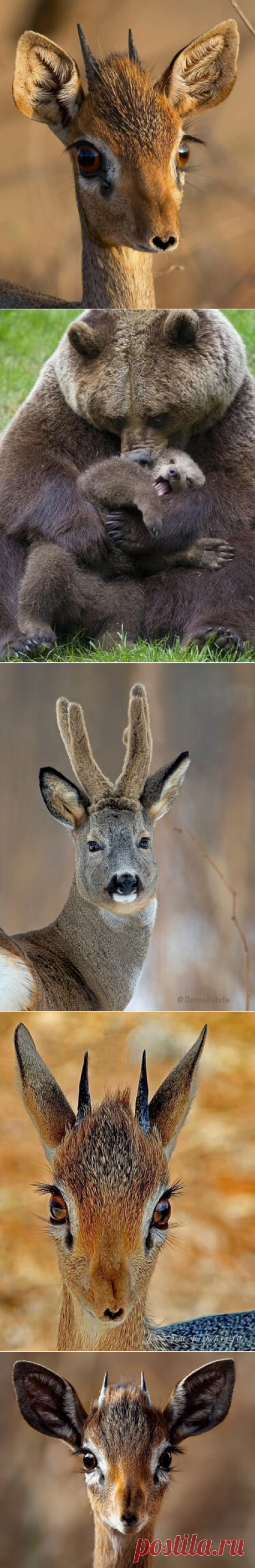 Мои картинки — Яндекс.Коллекции