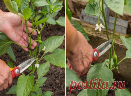 КАК ПРАВИЛЬНО ФОРМИРОВАТЬ ПЕРЕЦ, ЧТОБЫ УВЕЛИЧИТЬ СОЗРЕВАНИЕ И РОСТ ПЛОДОВ? | OK.RU