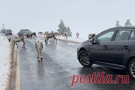 В Шотландии перекрыло дорогу единственное свободно пасущееся стадо оленей