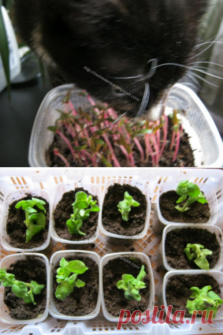 Дачное обозрение: Апрельские посевы