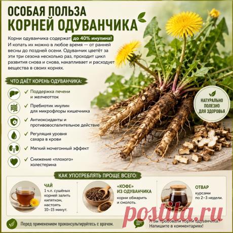 Особая польза корней одуванчика