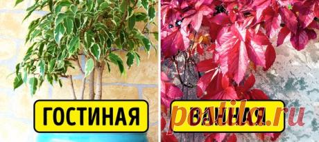 Для здорового сна и устранения депрессии 👌