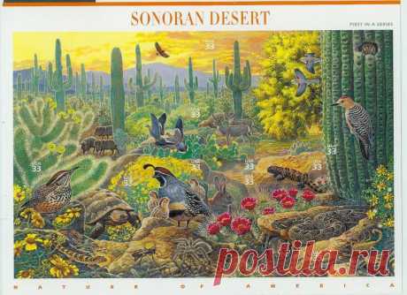 обитатели соноры фото: 2 тыс изображений найдено в Яндекс.Картинках