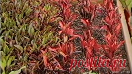 Признаки дефицита питания растений. Метод Миттлайдера. Видеокурс, видео 17 | Vparnike.ru